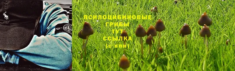 Псилоцибиновые грибы Magic Shrooms  наркотики  Алзамай 